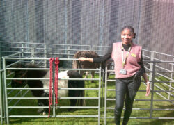 A woman in professional attire (pink sweater vest with a name badge) standing next to a pen containing a small goat. She's reaching over to pet the animal
